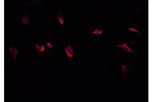 ABIN6276814 staining HepG2? (CD38 antibody  (Internal Region))