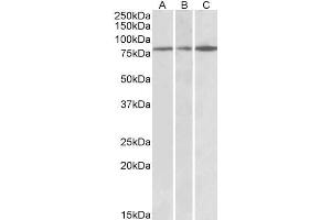 ABIN768550 (0. (PAPD5 antibody  (AA 78-90))
