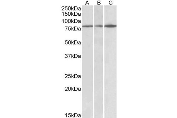 PAPD5 抗体  (AA 78-90)