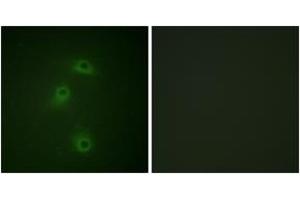 Immunofluorescence analysis of COS7 cells, using DAPK2 (Phospho-Ser318) Antibody. (DAPK2 antibody  (pSer318))