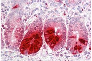 Anti-REG3A antibody IHC staining of human small intestine. (REG3A antibody  (AA 1-50))