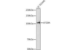 Western blot analysis of extracts of U-251MG cells, using A antibody (ABIN7265712) at 1:1000 dilution. (ATG9A antibody  (AA 180-290))