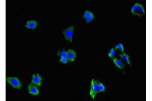 Immunofluorescent analysis of HepG2 cells using ABIN7161705 at dilution of 1:100 and Alexa Fluor 488-congugated AffiniPure Goat Anti-Rabbit IgG(H+L) (NCMAP antibody  (AA 54-102))