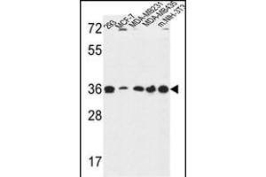 TOR1B Antibody (Center) (ABIN650967 and ABIN2840013) western blot analysis in 293,MCF-7,MDA-M,MDA-M,and mouse NIH-3T3 cell line lysates (35 μg/lane). (TOR1B antibody  (AA 210-237))