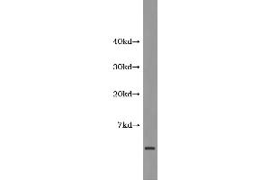 Western Blotting (WB) image for Amyloid beta 1-42 (Abeta 1-42) ELISA Kit (ABIN1118192) (Abeta 1-42 ELISA Kit)