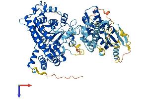 Cap Methyltransferase 2 (CMTR2) (AA 1-770) protein (His tag)