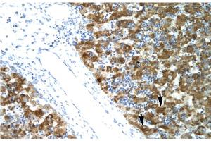 Human Liver (NFYA antibody  (C-Term))