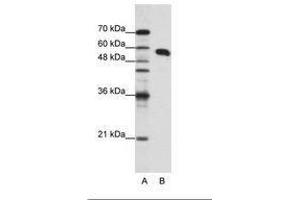Image no. 1 for anti-Non-POU Domain Containing, Octamer-Binding (NONO) (N-Term) antibody (ABIN202609) (NONO antibody  (N-Term))