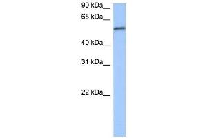 RPUSD2 antibody used at 0. (RPUSD2 antibody  (C-Term))