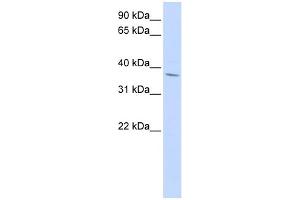 WB Suggested Anti-NKX2-3 Antibody Titration:  0. (NK2 Homeobox 3 antibody  (Middle Region))