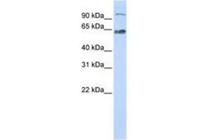 Image no. 1 for anti-MAU2 Sister Chromatid Cohesion Factor (MAU2) (C-Term) antibody (ABIN6741294) (MAU2/KIAA0892 antibody  (C-Term))