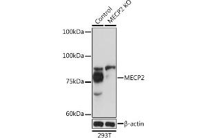 Western blot analysis of extracts from normal (control) and MECP2 Rabbit pAb knockout (KO) 293T cells, using MECP2 Rabbit pAb antibody (ABIN1680812, ABIN1680811, ABIN5663752 and ABIN6213962) at 1:1000 dilution. (MECP2 antibody  (AA 1-280))