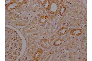 Immunohistochemistry of paraffin-embedded human kidney tissue using ABIN7168775 at dilution of 1:100 (Selenoprotein P (SELENOP) (AA 20-381) antibody)