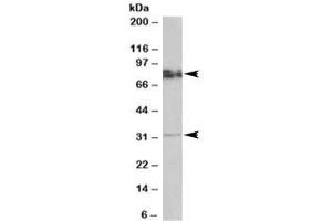 Western blot testing of rat brain lysate with GPM6A antibody at 0. (GPM6A antibody)