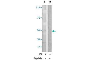 Western blot analysis of extracts from Raw 264. (CSK antibody)