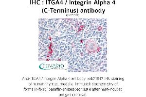Image no. 1 for anti-Integrin alpha 4 (ITGA4) (C-Term) antibody (ABIN1736069) (ITGA4 antibody  (C-Term))