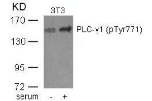 Western blot analysis of extracts from 3T3 cells untreated or treated with serum using PLC-g1(phospho-Tyr771) Antibody. (Phospholipase C gamma 1 antibody  (pTyr771))