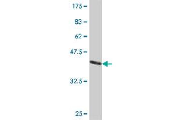 PHKA1 antibody  (AA 631-730)