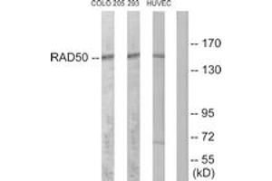 Western blot analysis of extracts from COLO205/293/HuvEc cells, using RAD50 Antibody.