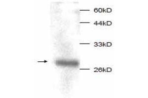 Western Blotting (WB) image for anti-Macrophage Migration Inhibitory Factor (Glycosylation-Inhibiting Factor) (MIF) (full length) antibody (ABIN1854218) (MIF antibody  (full length))