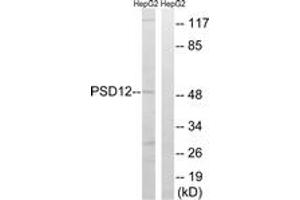 Western blot analysis of extracts from HepG2 cells, using PSMD12 Antibody. (PSMD12 antibody  (AA 151-200))