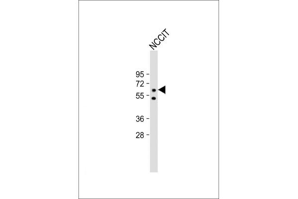 KLF4 Antikörper  (AA 69-101)
