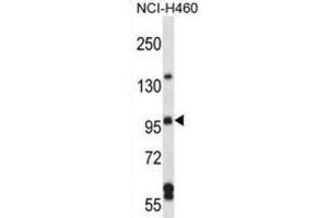 Western Blotting (WB) image for anti-rho Guanine Nucleotide Exchange Factor (GEF) 26 (ARHGEF26) antibody (ABIN2997277) (SGEF antibody)