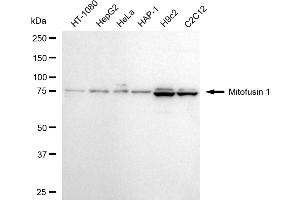 Western blotting analysis using mitofusin 1 antibody (ABIN7799439). (Recombinant MFN1 antibody)