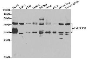Western blot analysis of extracts of various cell lines, using TNFSF13B antibody. (BAFF antibody  (AA 76-285))