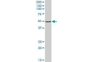 C20orf3 MaxPab polyclonal antibody. (APMAP antibody  (AA 1-416))