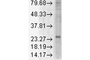 KDELR antibody  (AA 192-212) (HRP)