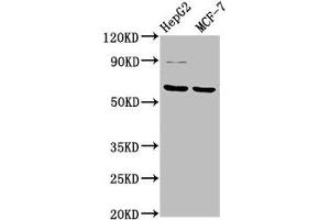 Western Blot Positive WB detected in: HepG2 whole cell lysate, MCF-7 whole cell lysate All lanes: FPGS antibody at 3.