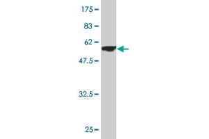 Western Blotting (WB) image for anti-NADH Dehydrogenase (Ubiquinone) Fe-S Protein 3, 30kDa (NADH-Coenzyme Q Reductase) (NDUFS3) (AA 1-264) antibody (ABIN561943)
