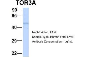 Hum. (TOR3A antibody  (Middle Region))