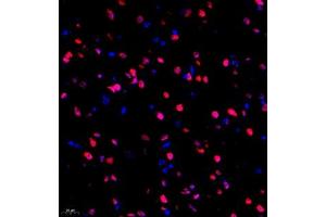 Immunofluorescence of paraffin embedded mouse brain using HRP3 (ABIN7074198) at dilution of 1:2000 (400x lens) (HDGFRP3 antibody)