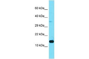 Host: Rabbit Target Name: LAMTOR3 Sample Type: 293T Whole Cell lysates Antibody Dilution: 1. (MAPKSP1 antibody  (N-Term))