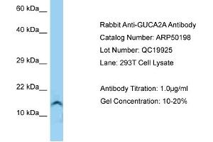 Western Blotting (WB) image for anti-Guanylate Cyclase Activator 2A (Guanylin) (GUCA2A) (Middle Region) antibody (ABIN970847) (GUCA2A antibody  (Middle Region))