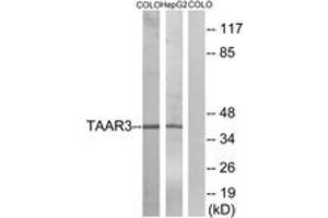 Western blot analysis of extracts from COLO/HepG2 cells, using TAAR3 Antibody. (TAAR3 antibody  (AA 206-255))