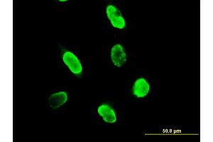 Immunofluorescence of purified MaxPab antibody to SUMO3 on HeLa cell. (SUMO3 antibody  (AA 1-103))