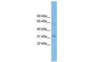 Image no. 1 for anti-Solute Carrier Family 39 (Zinc Transporter), Member 9 (SLC39A9) (AA 107-156) antibody (ABIN6744759)