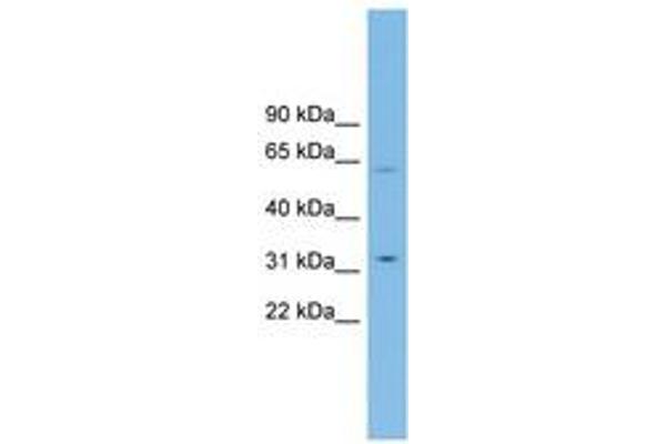 SLC39A9 antibody  (AA 107-156)