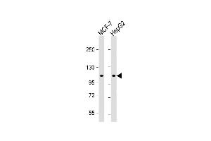 All lanes : Anti-G9L1 Antibody  at 1:1000 dilution Lane 1: MCF-7 whole cell lysate Lane 2: HepG2 whole cell lysate Lysates/proteins at 20 μg per lane. (ATG9A antibody  (AA 723-753))