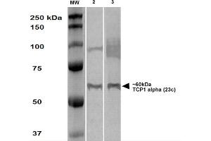 Western Blot analysis of Human A431 and HEK293 cell lysates showing detection of TCP1 alpha protein using Rat Anti-TCP1 alpha Monoclonal Antibody, Clone 23c . (TCP1 alpha/CCTA antibody  (C-Term) (PE))