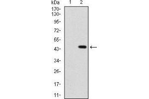 Western blot analysis using SHH mAb against HEK293 (1) and SHH (AA: 26-161)-hIgGFc transfected HEK293 (2) cell lysate. (Sonic Hedgehog antibody  (AA 26-161))