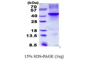 Image no. 1 for Apolipoprotein H (Beta-2-Glycoprotein I) (APOH) protein (His tag) (ABIN1098711)