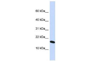 Western Blotting (WB) image for anti-H2A Histone Family, Member X (H2AFX) antibody (ABIN2460032) (H2AFX antibody)