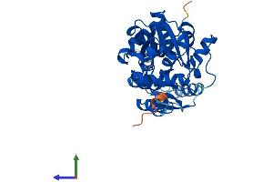 AlphaFold protein structure predicition of Human Recombinant SRR Protein, UniprotID Q9GZT4 (SRR Protein (AA 1-340) (His tag))