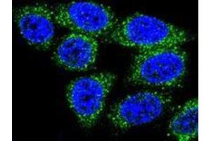 Confocal immunofluorescent analysis of Hela cells using MUTYH Antibody , followed by Alexa Fluor® 488-conjugated goat anti-rabbit lgG (green). (MUTYH antibody  (Middle Region))