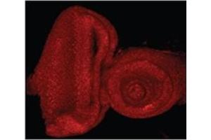 AP32085PU-N E2F1 Antibody staining of the Drosophila Eye-Antennal Imaginal Disc at 0. (E2F1 antibody  (Internal Region))