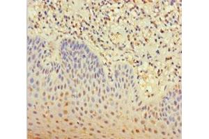 Immunohistochemistry of paraffin-embedded human tonsil tissue using ABIN7146073 at dilution of 1:100